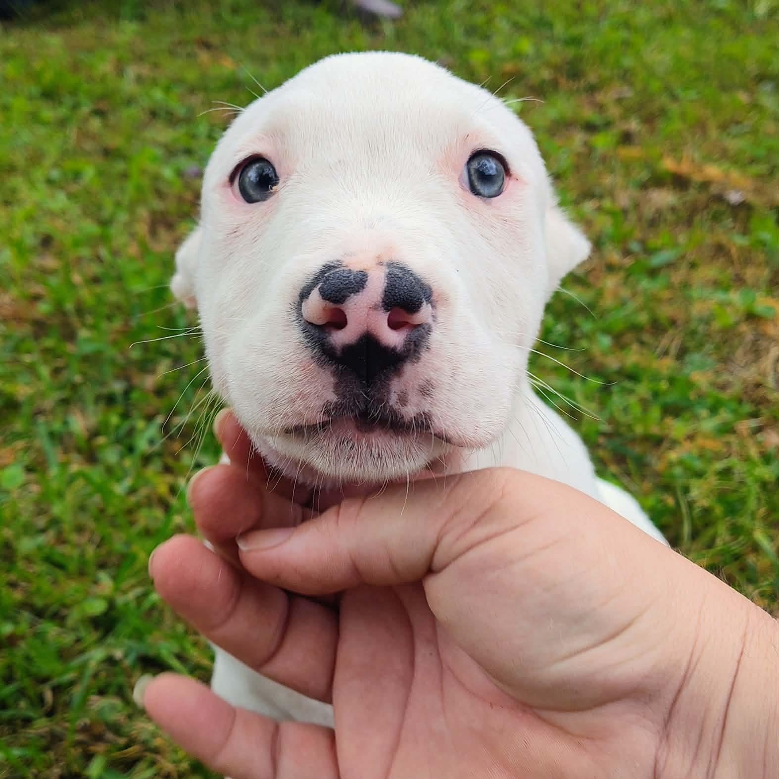 Enlarge Maxwell, an adopted mixed breed in Cherry Valley, MA image 2/6