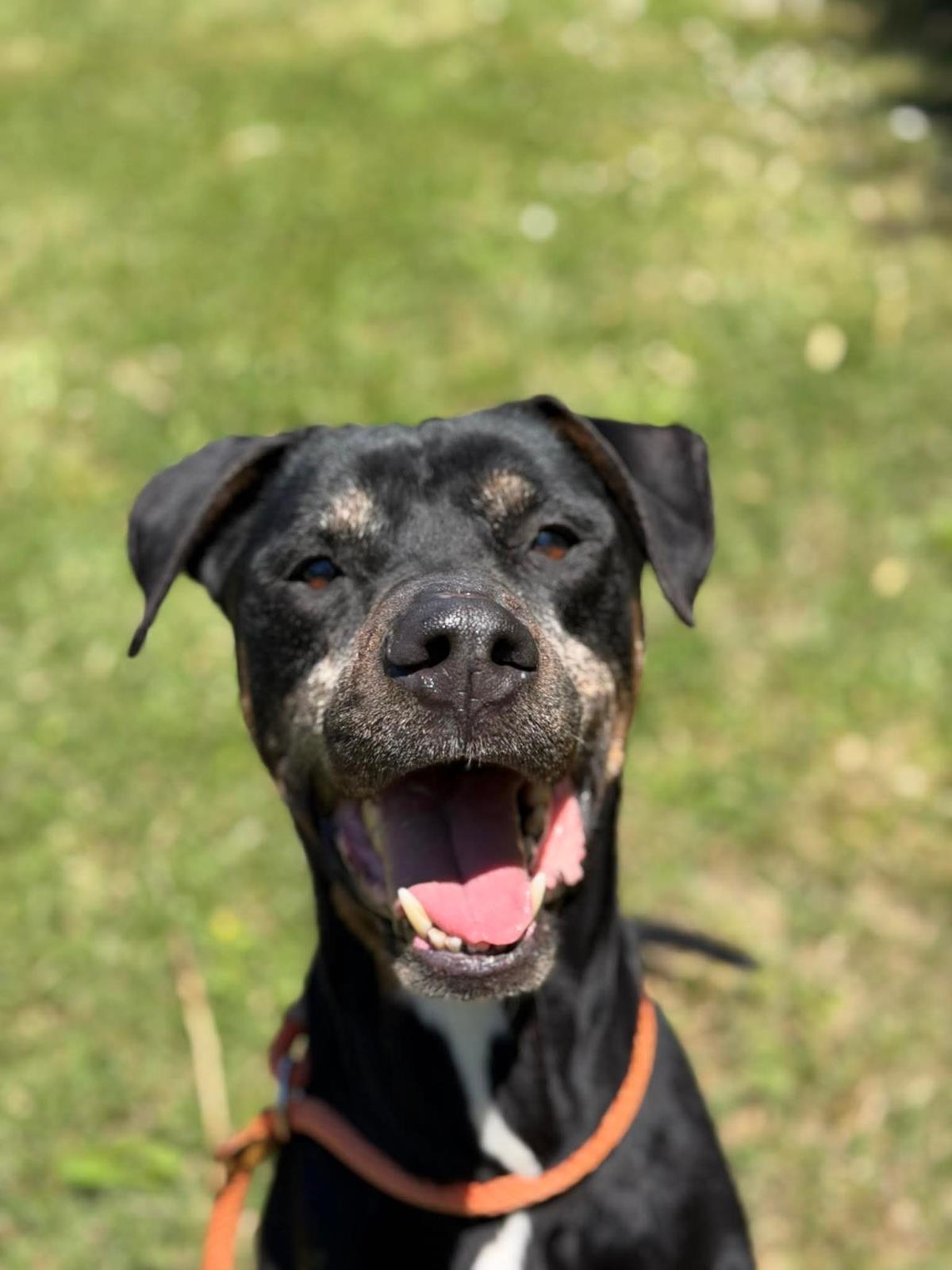 Enlarge Diesel, a Adoptable mixed breed in Front Royal, VA image 1/1