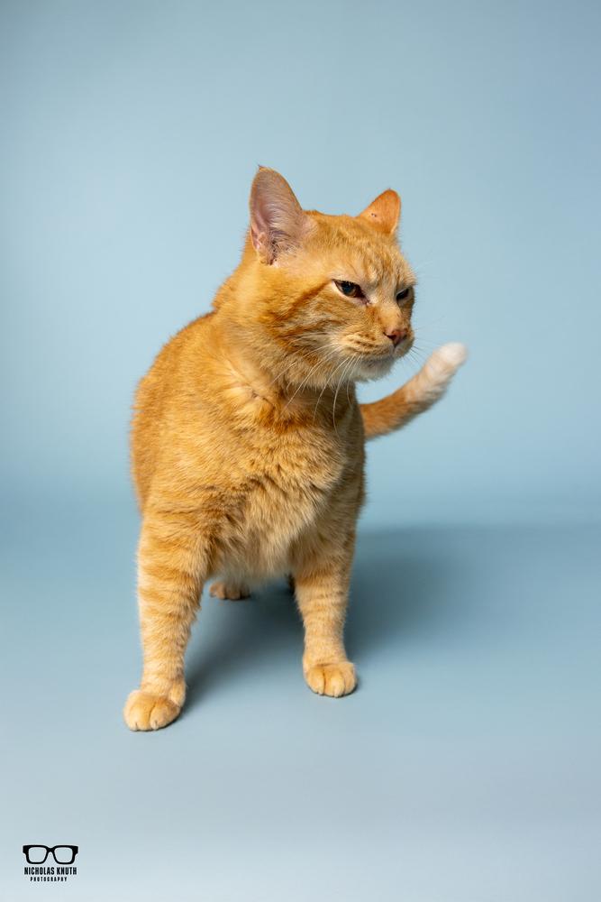 Chester, a Adoptable Domestic Short Hair in Palatine, IL image 1/4