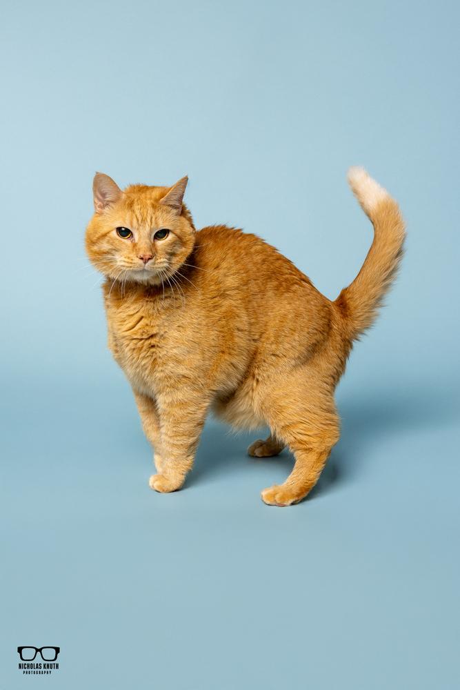 Chester, a Adoptable Domestic Short Hair in Palatine, IL image 2/4