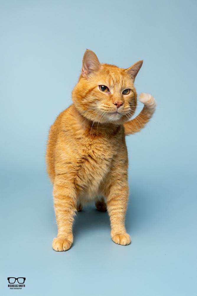Chester, a Adoptable Domestic Short Hair in Palatine, IL image 3/4
