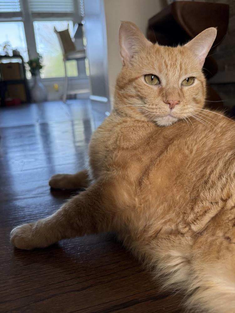 Enlarge Chester, a Adoptable Domestic Short Hair in Palatine, IL image 2/3