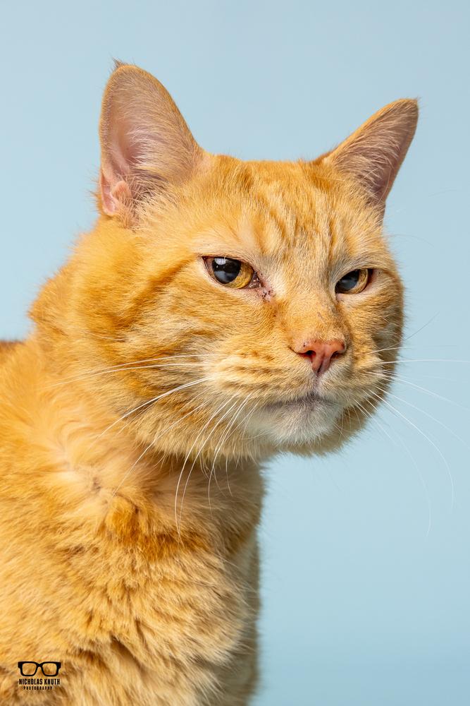 Chester, a Adoptable Domestic Short Hair in Palatine, IL image 4/4
