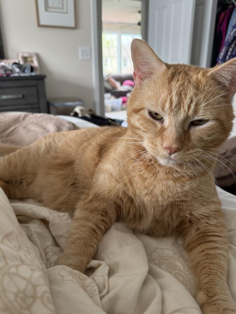 Enlarge Chester, a Adoptable Domestic Short Hair in Palatine, IL image 3/3