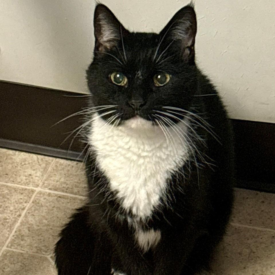 Enlarge Meow Meow, a Adoptable Domestic Short Hair in Monticello, IL image 1/1