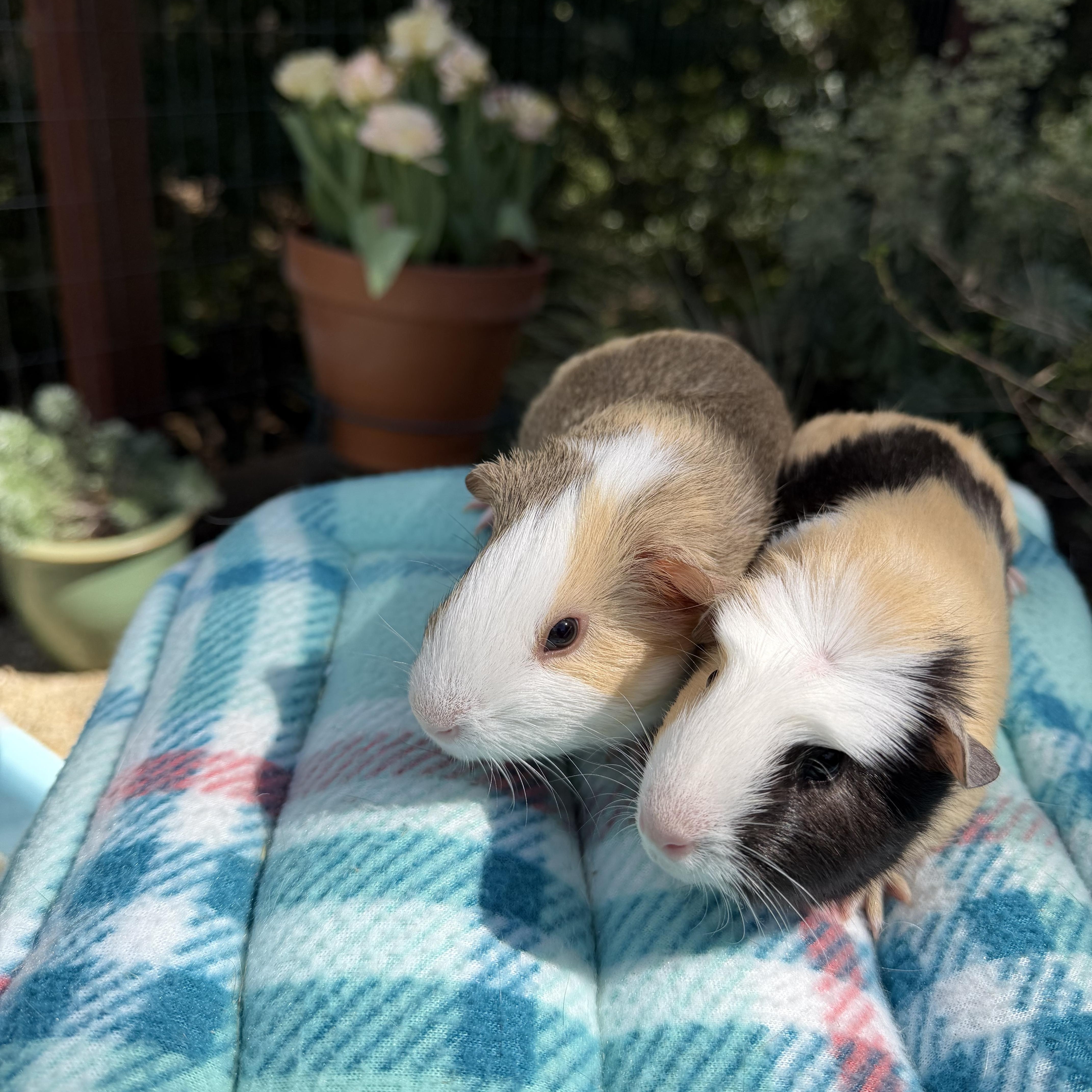 Enlarge Nannie and Floppy, a ADOPTABLE Guinea Pig in Walnut Grove, CA image 1/1
