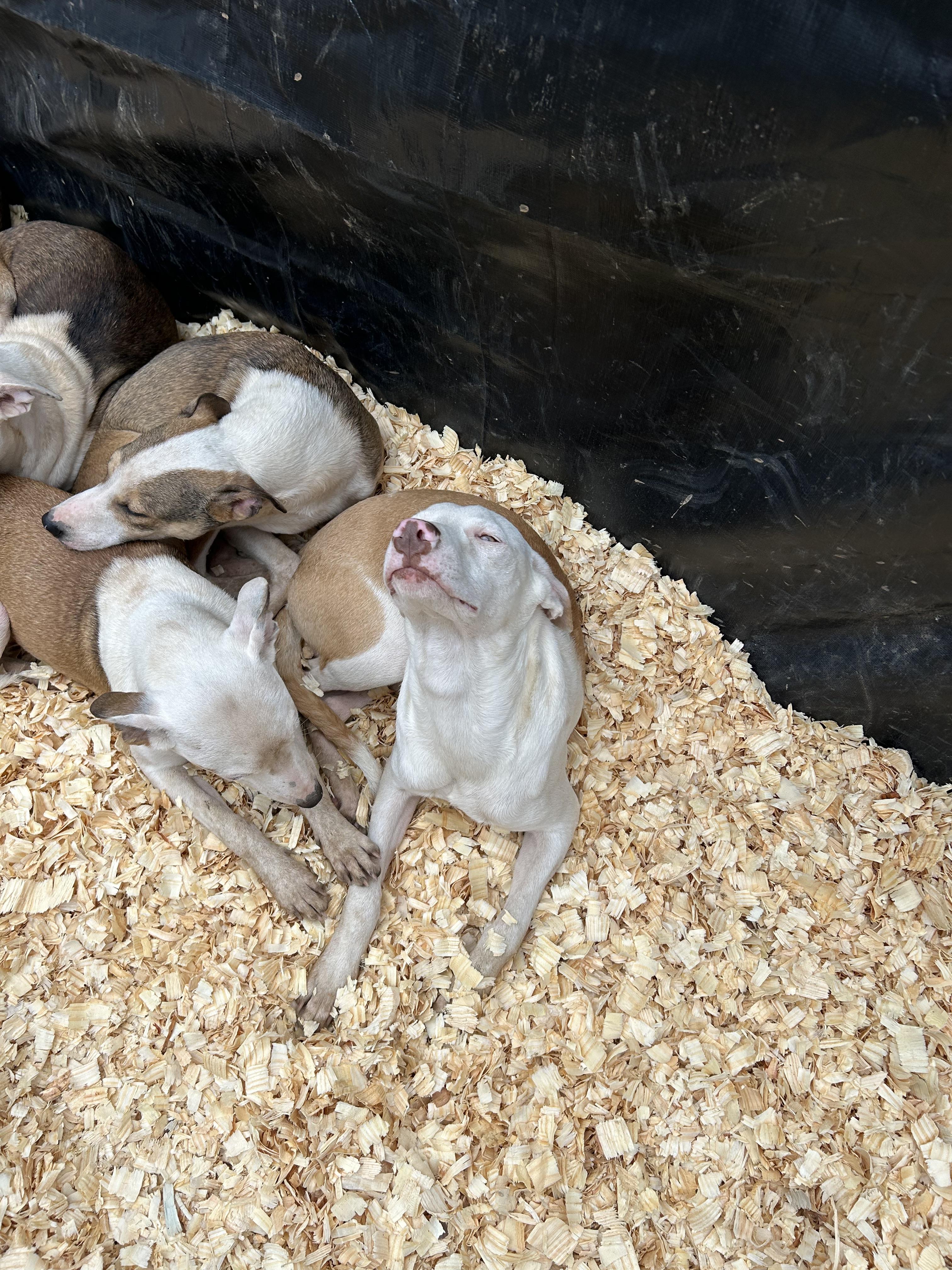 Whoppers thumbnail 3