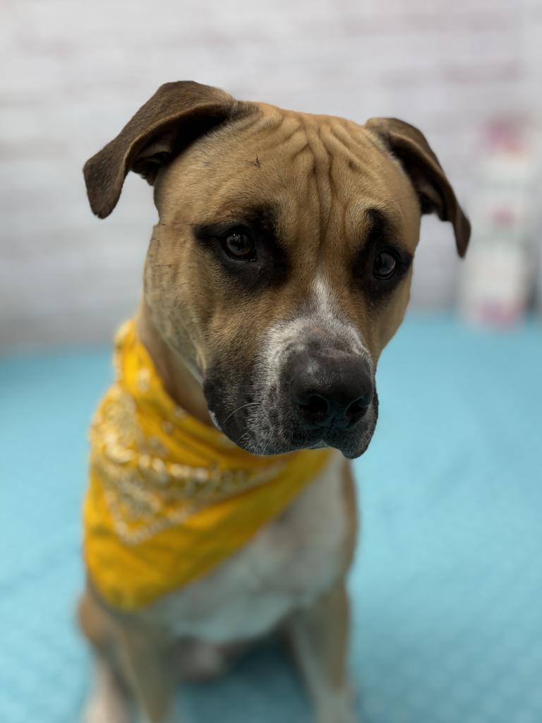 Webby, Adoptable, Young Male Mixed Breed.