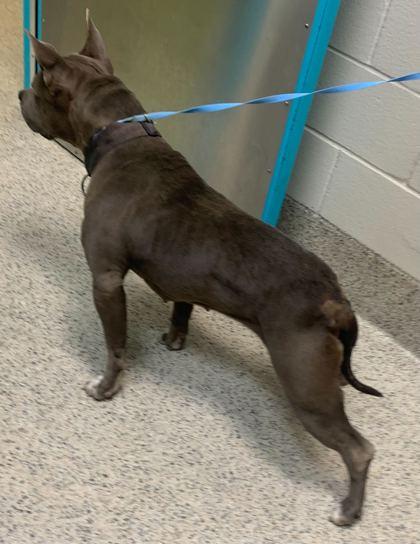 Enlarge Diamond, a Adoptable mixed breed in Gray, LA image 3/3