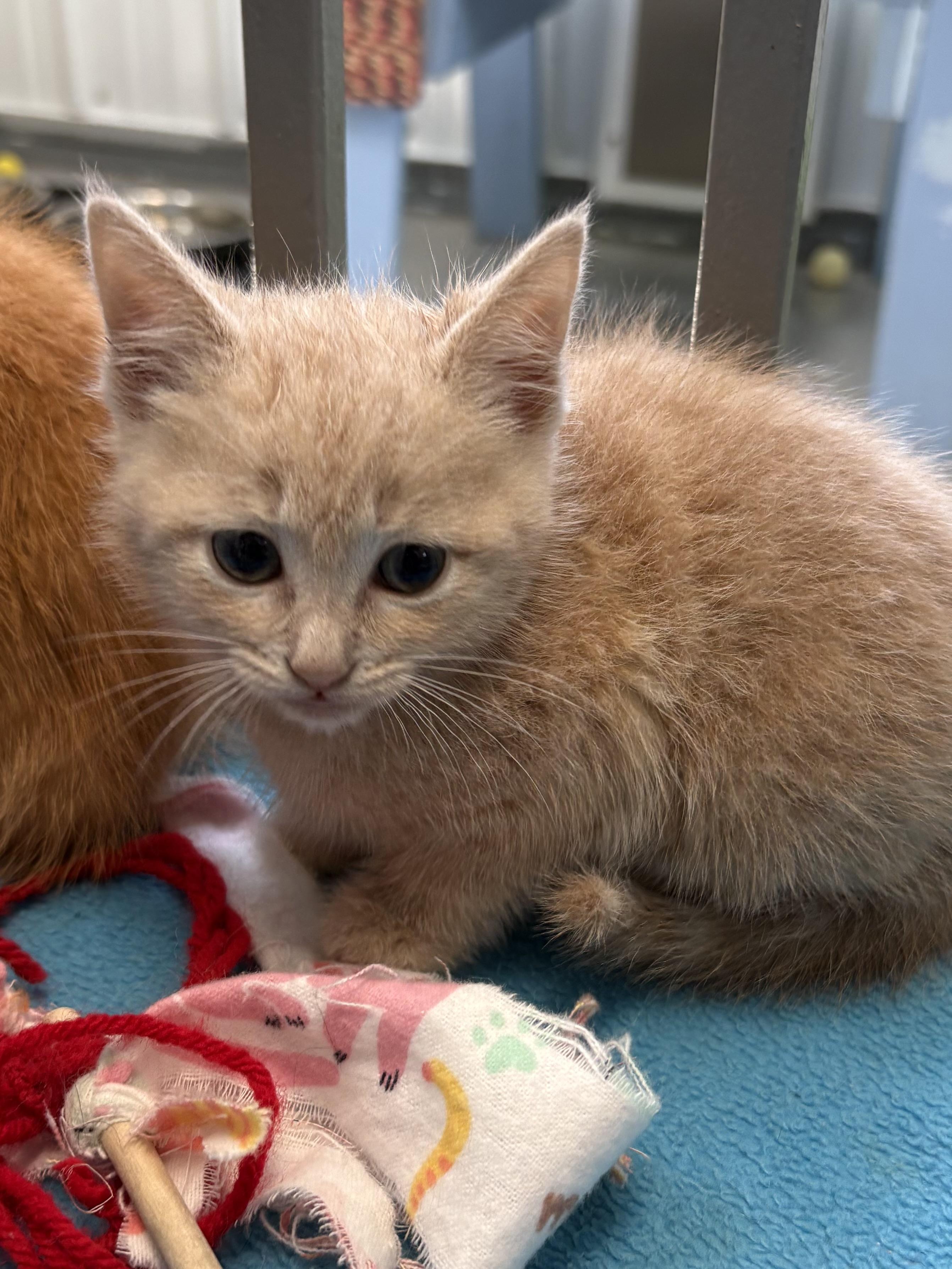 Enlarge Amber, a ADOPTABLE American Shorthair in Big Rapids, MI image 2/3