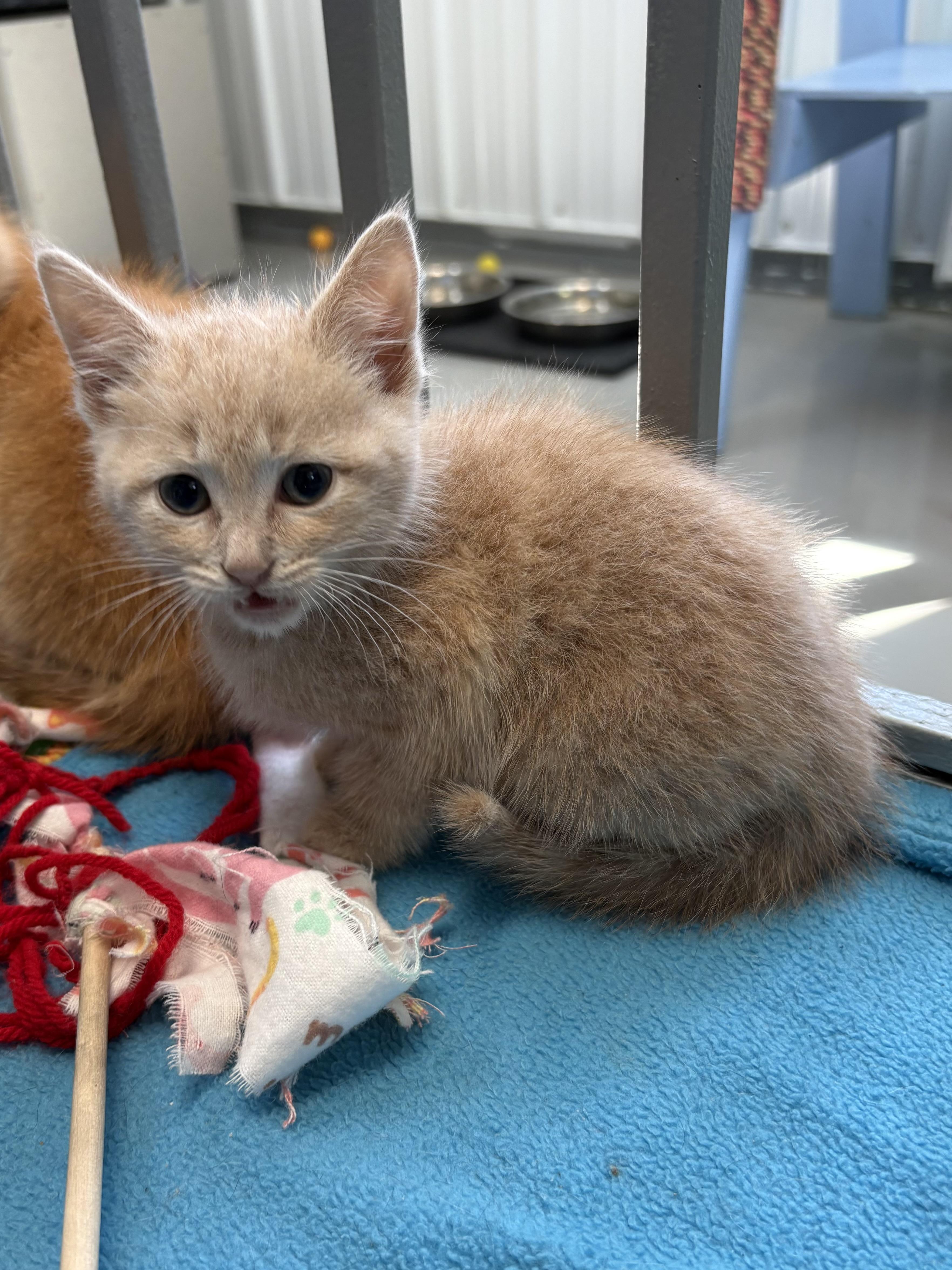 Enlarge Amber, a ADOPTABLE American Shorthair in Big Rapids, MI image 3/3