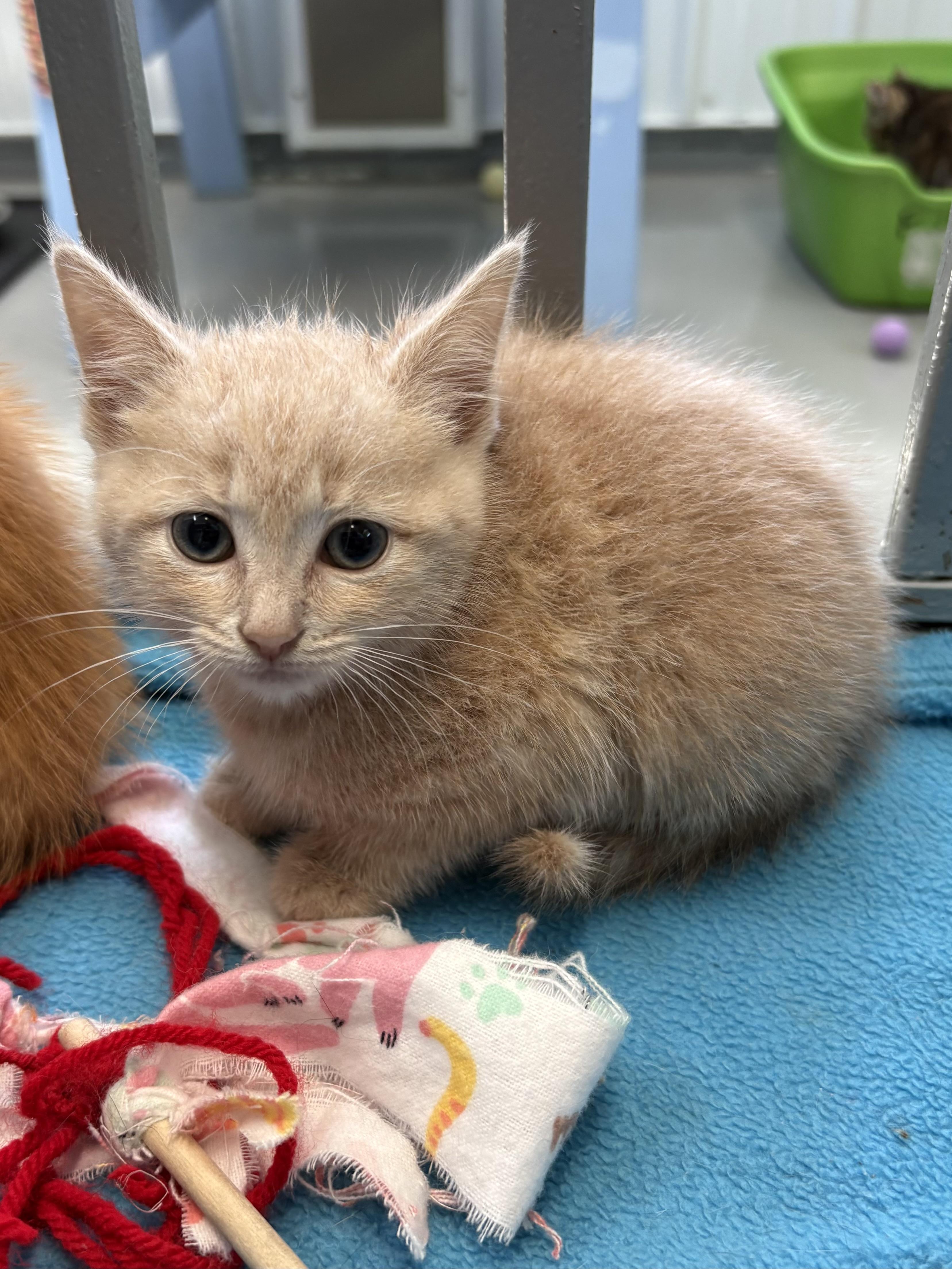 Amber, ADOPTABLE, Kitten Female American Shorthair.
