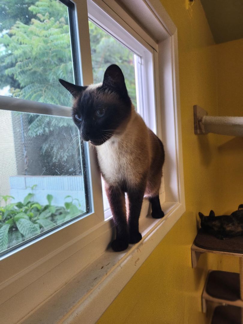 Enlarge RUDY, a Adopted Siamese in Whittier, CA image 1/8