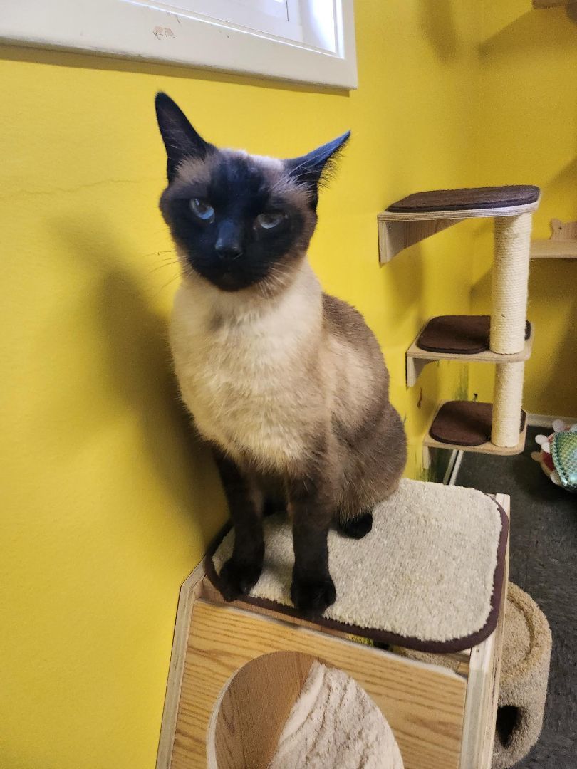 Enlarge RUDY, a Adopted Siamese in Whittier, CA image 2/8