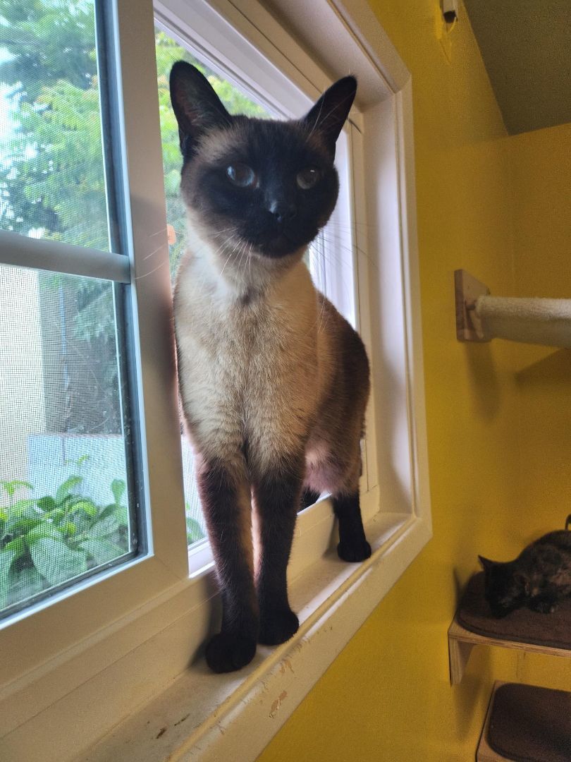 Enlarge RUDY, a Adopted Siamese in Whittier, CA image 3/8