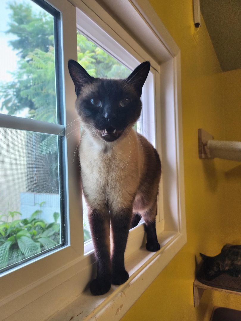 Enlarge RUDY, a Adopted Siamese in Whittier, CA image 4/8