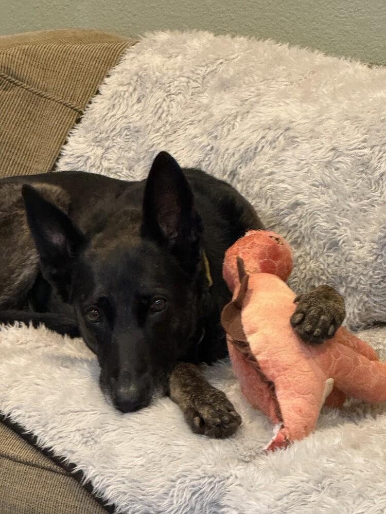 Enlarge Rosie, a Adoptable Dutch Shepherd in Fulton, CA image 1/5