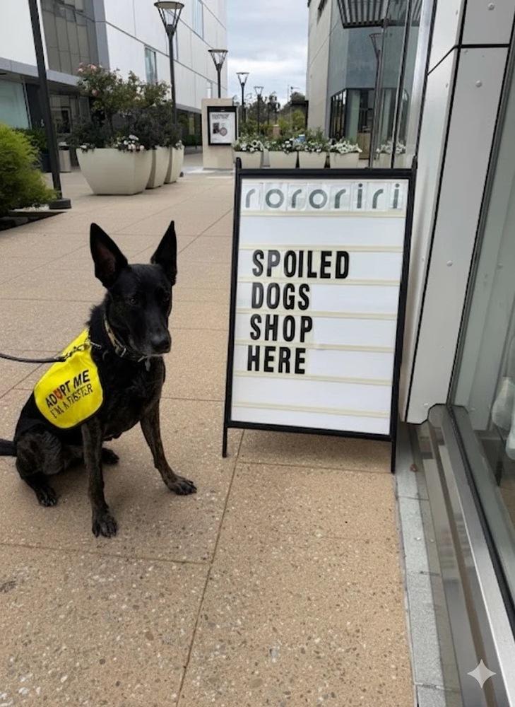 Rosie, Adoptable, Adult Female Dutch Shepherd.