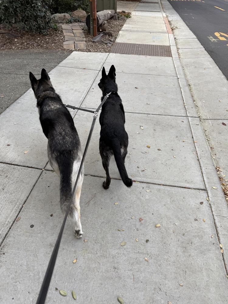 Enlarge Rosie, a Adoptable Dutch Shepherd in Fulton, CA image 2/6