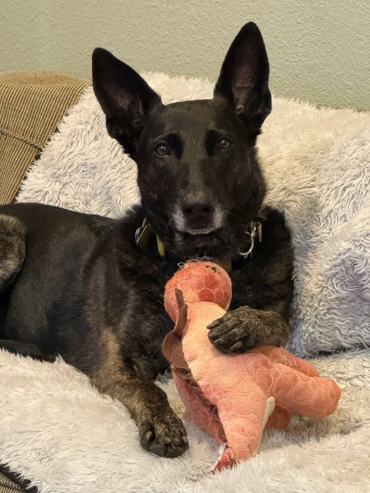 Enlarge Rosie, a Adoptable Dutch Shepherd in Fulton, CA image 2/6
