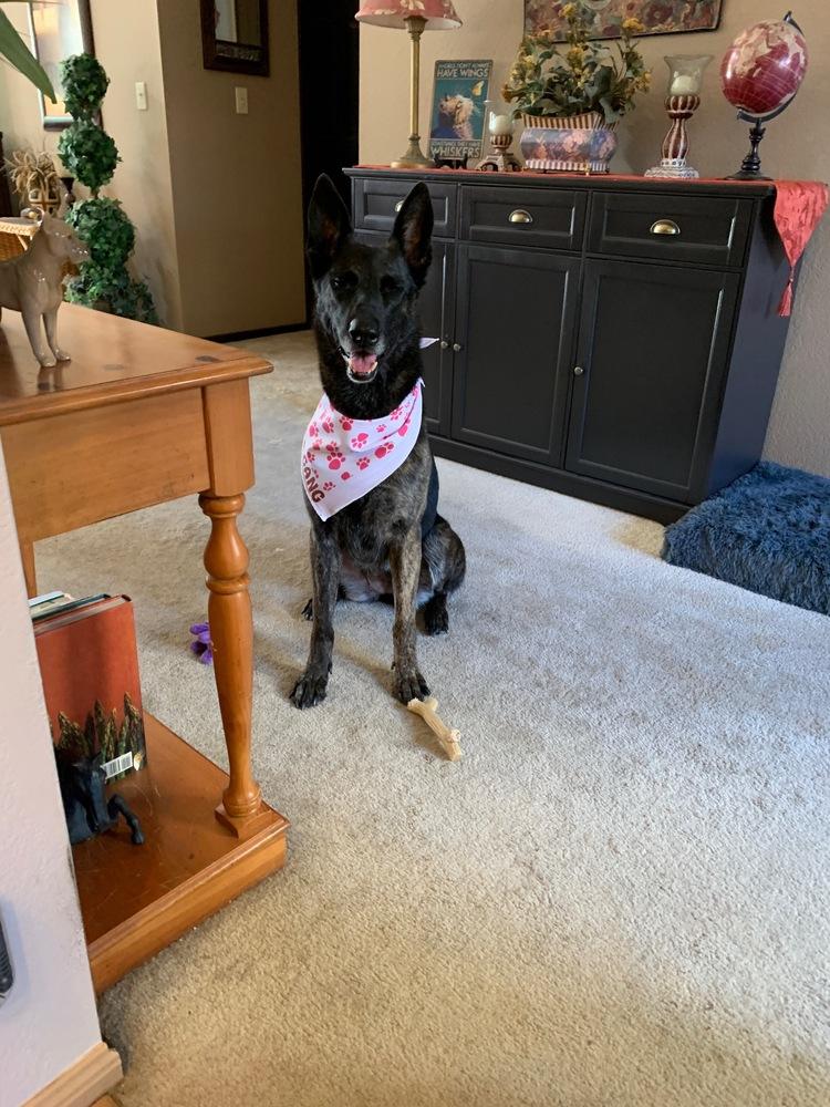 Rosie, a Adoptable Dutch Shepherd in Fulton, CA image 2/6
