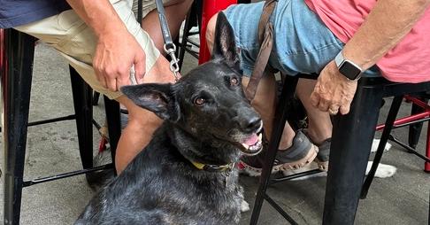 Rosie, a Adoptable Dutch Shepherd in Fulton, CA image 3/6