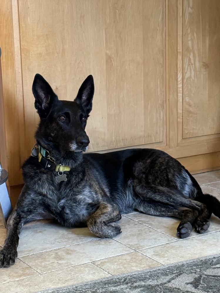 Rosie, a Adoptable Dutch Shepherd in Fulton, CA image 4/6