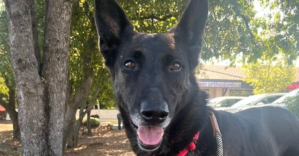 Rosie, a Adoptable Dutch Shepherd in Fulton, CA image 5/6
