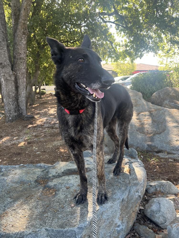 Rosie, a Adoptable Dutch Shepherd in Fulton, CA image 6/6