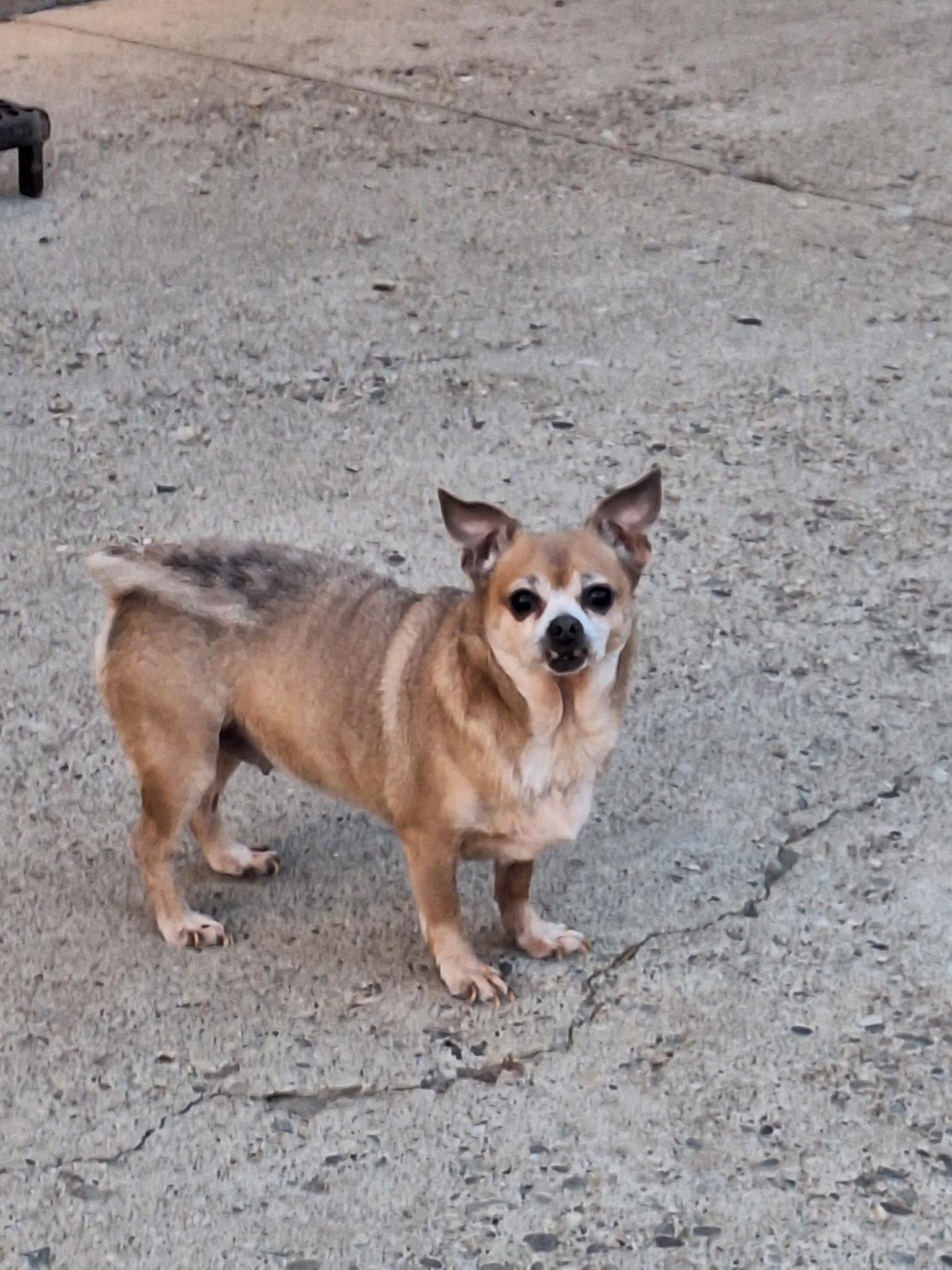 Dolly, a ADOPTABLE mixed breed in St. Clairsville, OH image 2/2