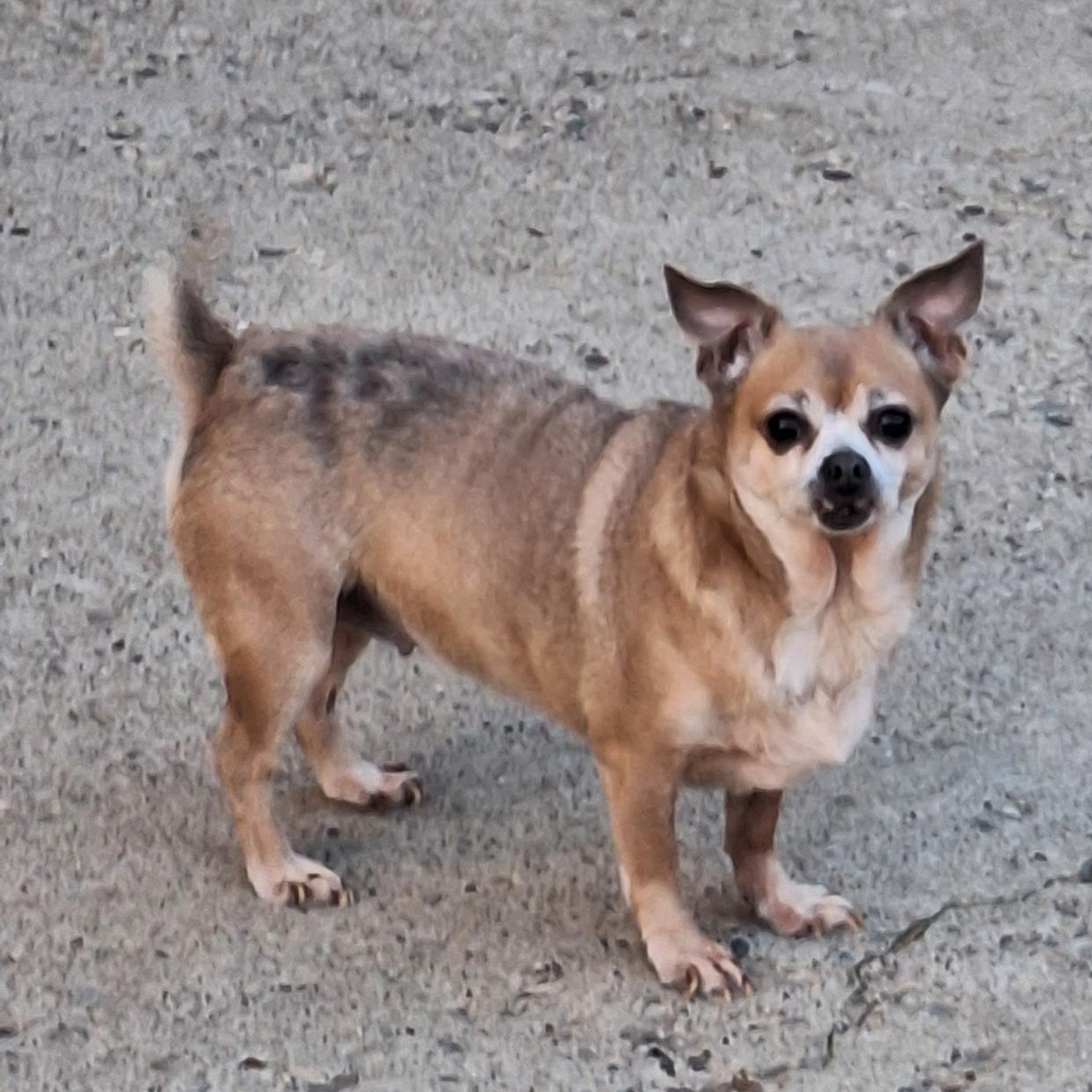 Dolly, a ADOPTABLE mixed breed in St. Clairsville, OH image 1/2