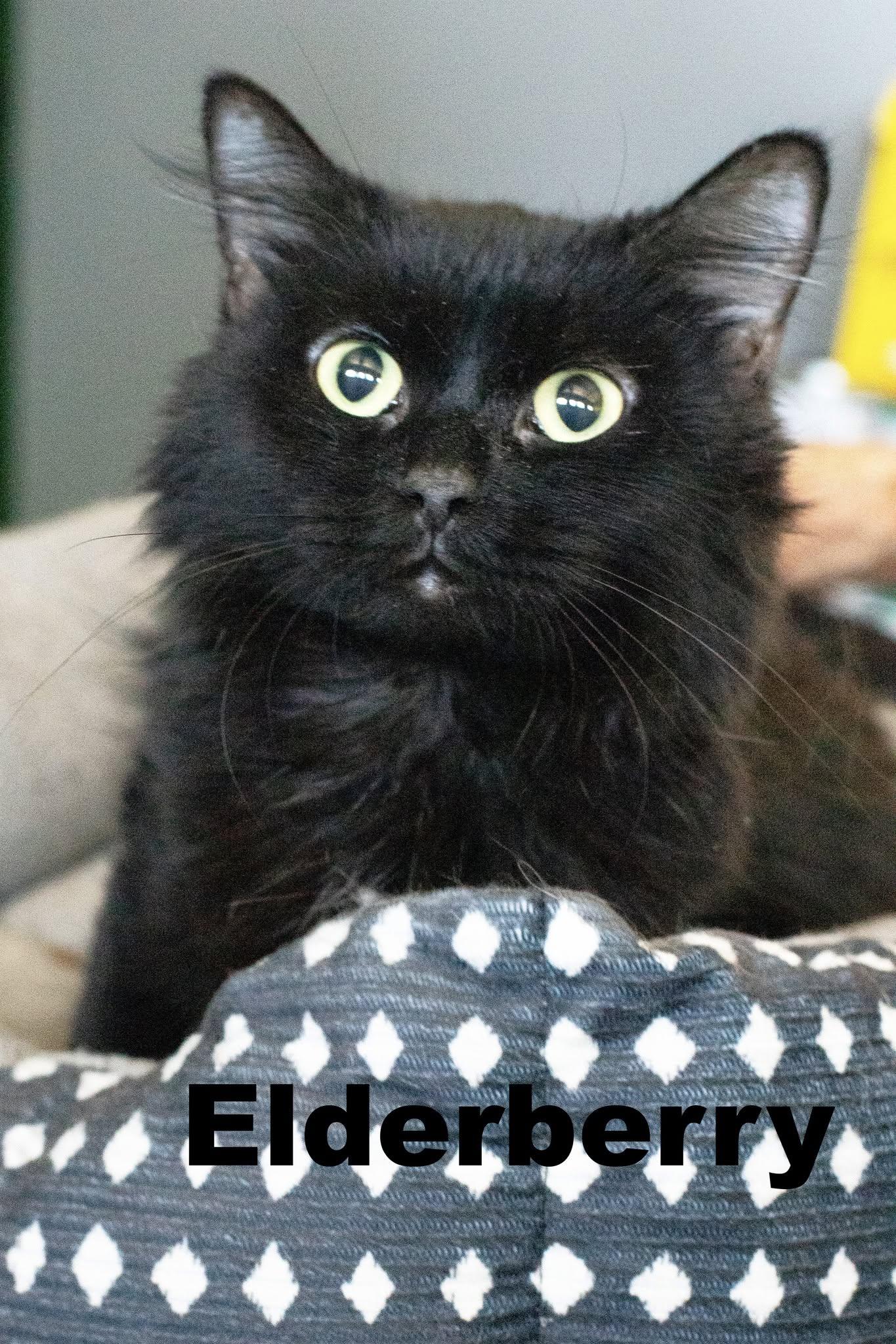 Enlarge Elderberry, a ADOPTABLE Domestic Medium Hair in Macomb, IL image 1/1