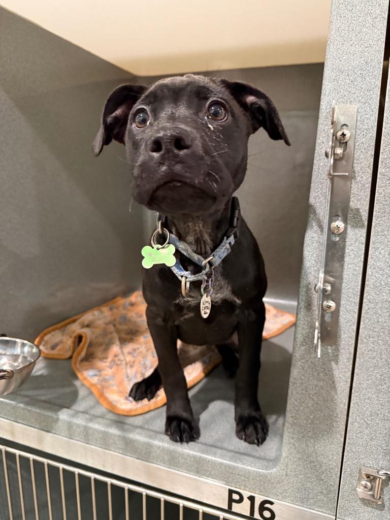 Kitty, Adoptable, Puppy Female Labrador Retriever.