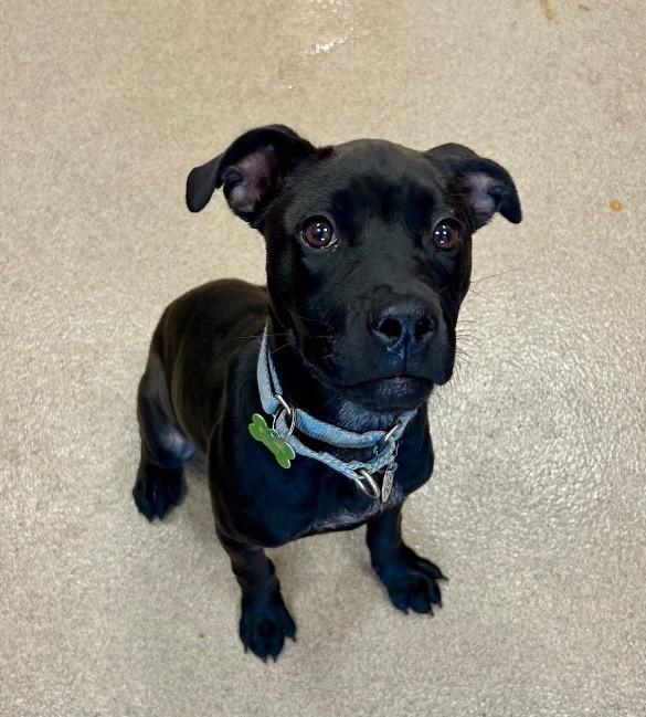 Enlarge Kitty, a Adoptable mixed breed in North Syracuse, NY image 2/3