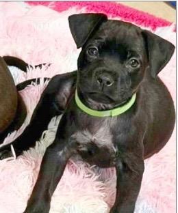 Enlarge Kitty Carry All, a Adoptable mixed breed in North Syracuse, NY image 1/1