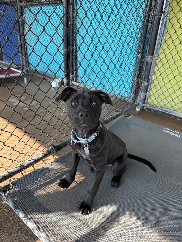Kitty, a Adoptable mixed breed in North Syracuse, NY image 4/4