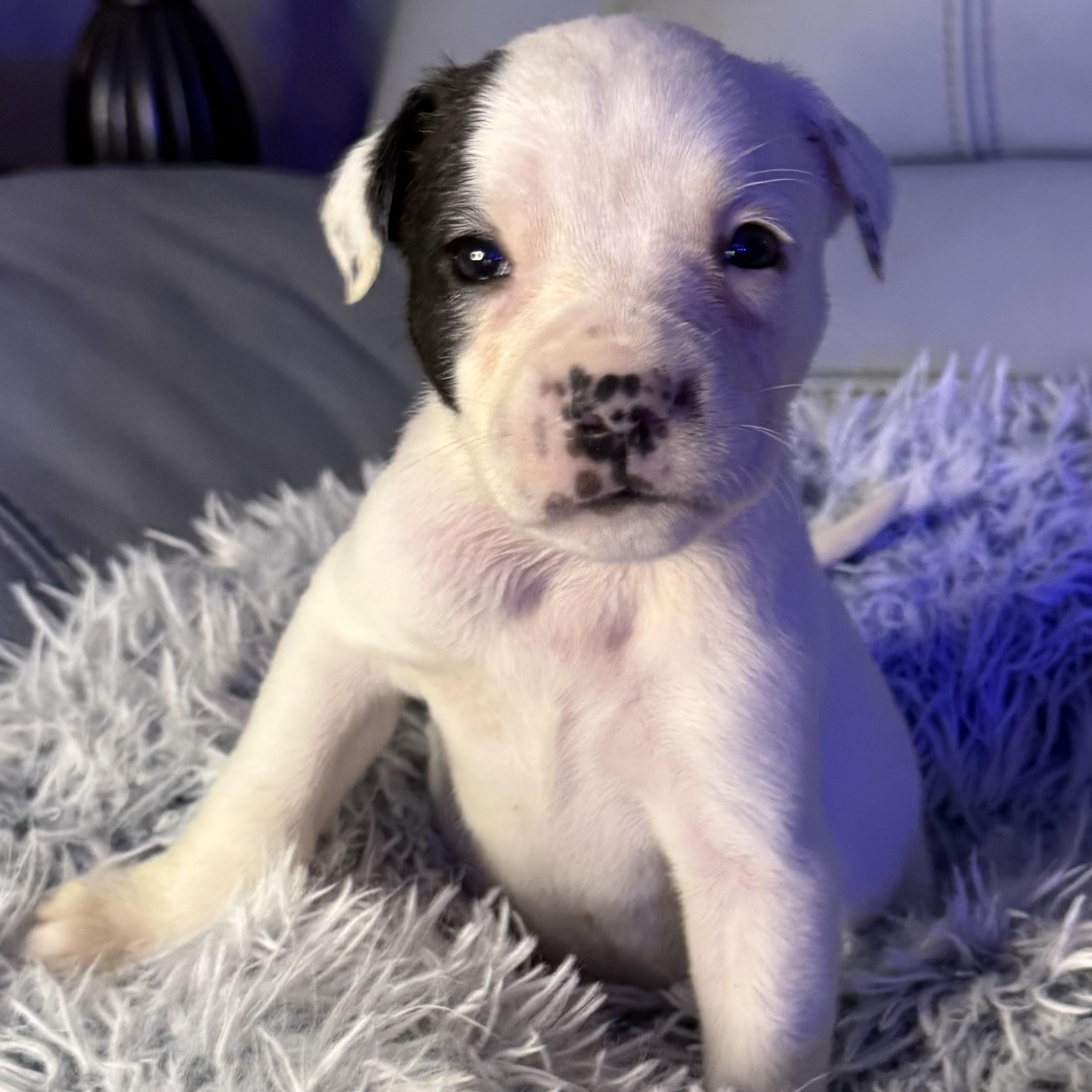 Acadia — thumbnail 2