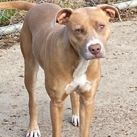 Enlarge Sasha, a Adoptable mixed breed in Southaven , MS image 1/6