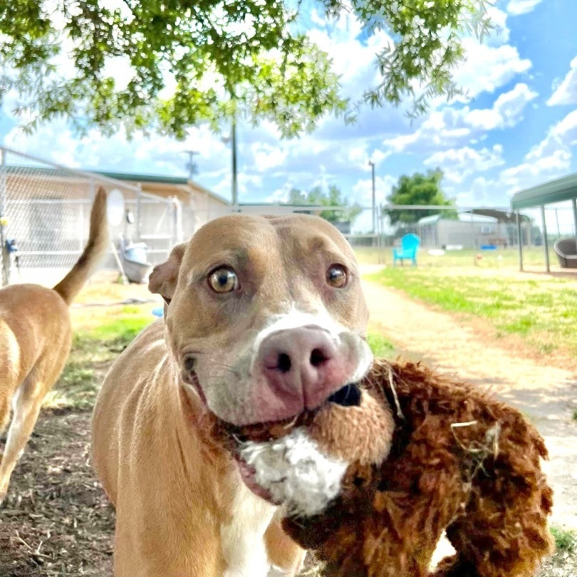 Enlarge Sasha, a Adoptable mixed breed in Southaven , MS image 2/6