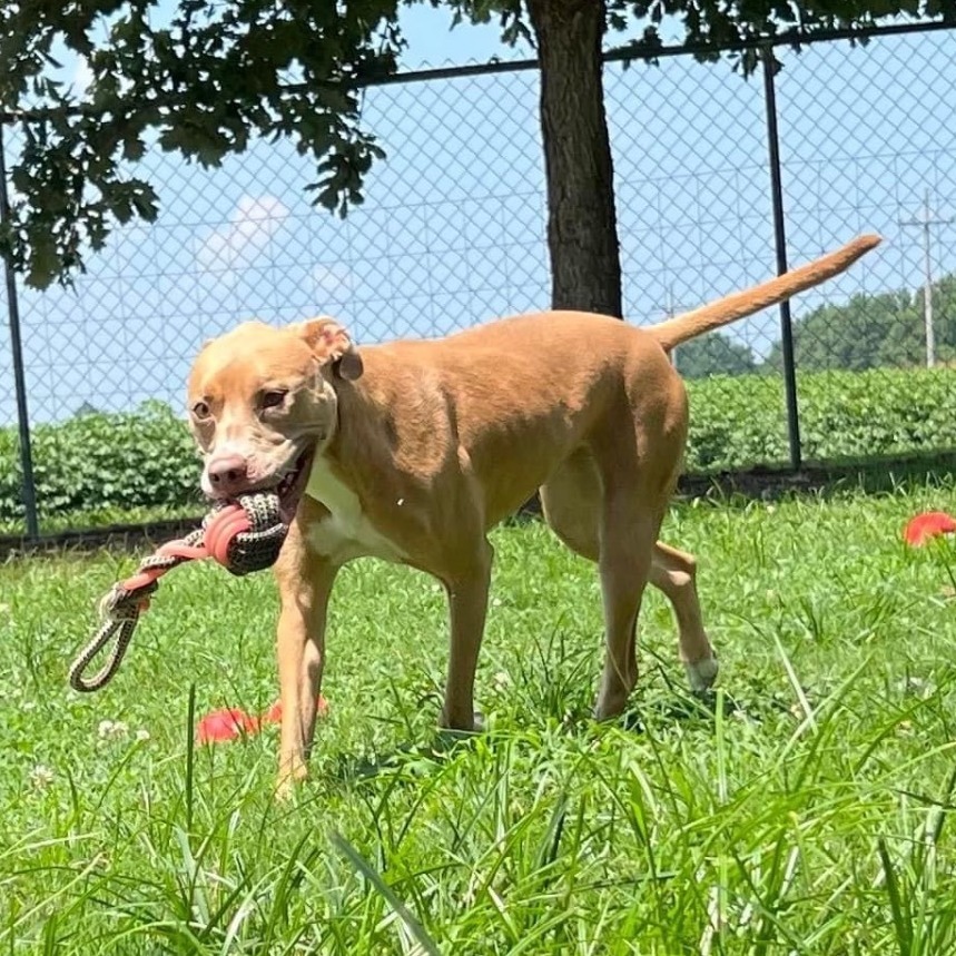 Enlarge Sasha, a Adoptable mixed breed in Southaven , MS image 3/6