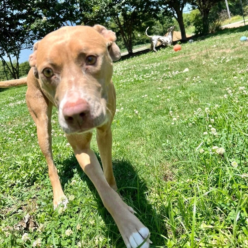 Enlarge Sasha, a Adoptable mixed breed in Southaven , MS image 4/6