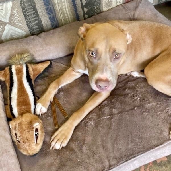 Enlarge Sasha, a Adoptable mixed breed in Southaven , MS image 5/6