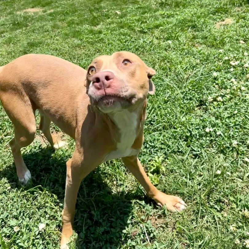 Enlarge Sasha, a Adoptable mixed breed in Southaven , MS image 6/6