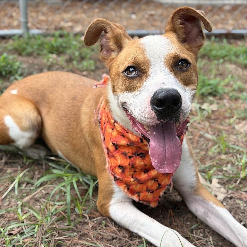 Oakley, Adoptable, Adult Male Pit Bull Terrier.