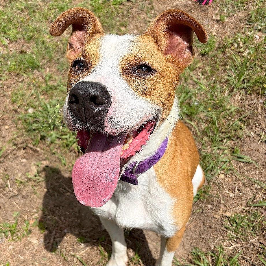 Enlarge Oakley, a Adoptable Pit Bull Terrier in Lufkin, TX image 2/6