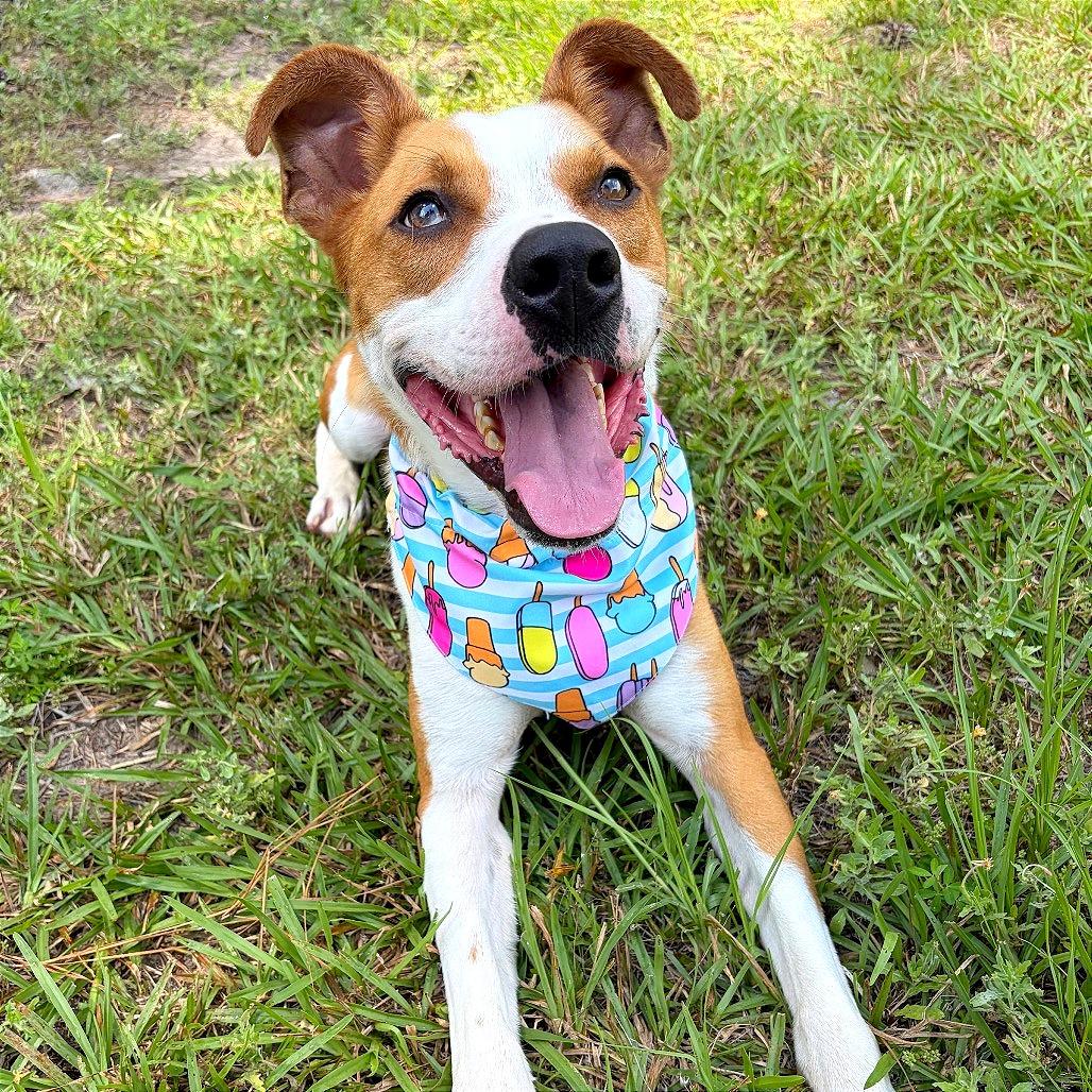 Enlarge Oakley, a Adoptable Pit Bull Terrier in Lufkin, TX image 3/6