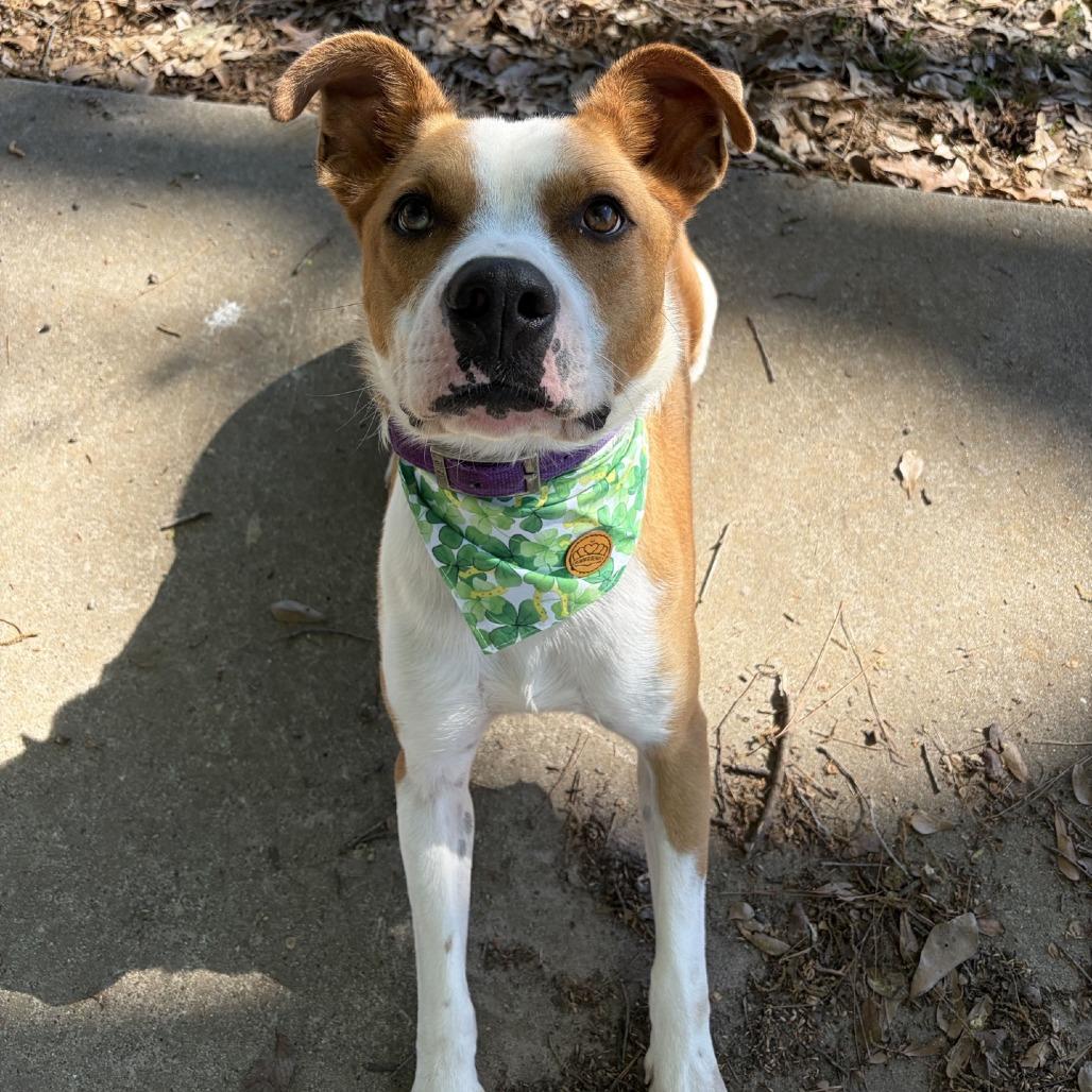 Enlarge Oakley, a Adoptable Pit Bull Terrier in Lufkin, TX image 4/6