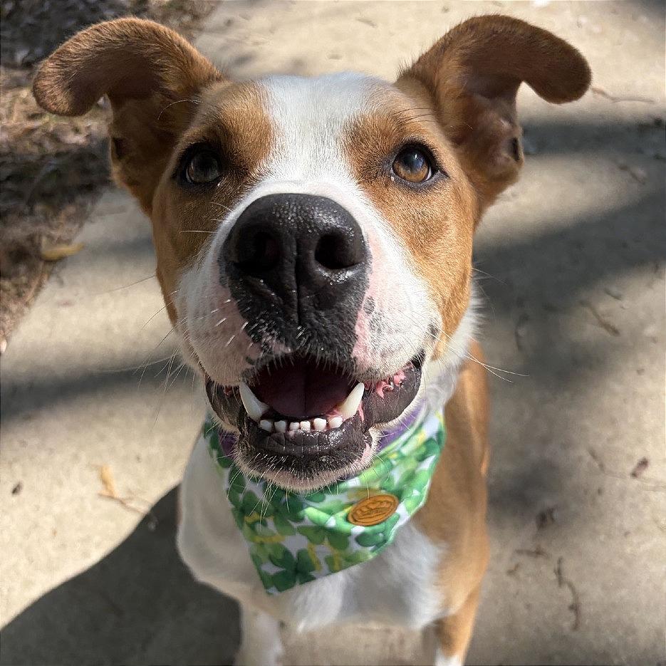 Enlarge Oakley, a Adoptable Pit Bull Terrier in Lufkin, TX image 5/6