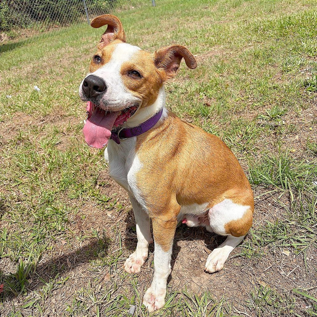 Enlarge Oakley, a Adoptable Pit Bull Terrier in Lufkin, TX image 6/6