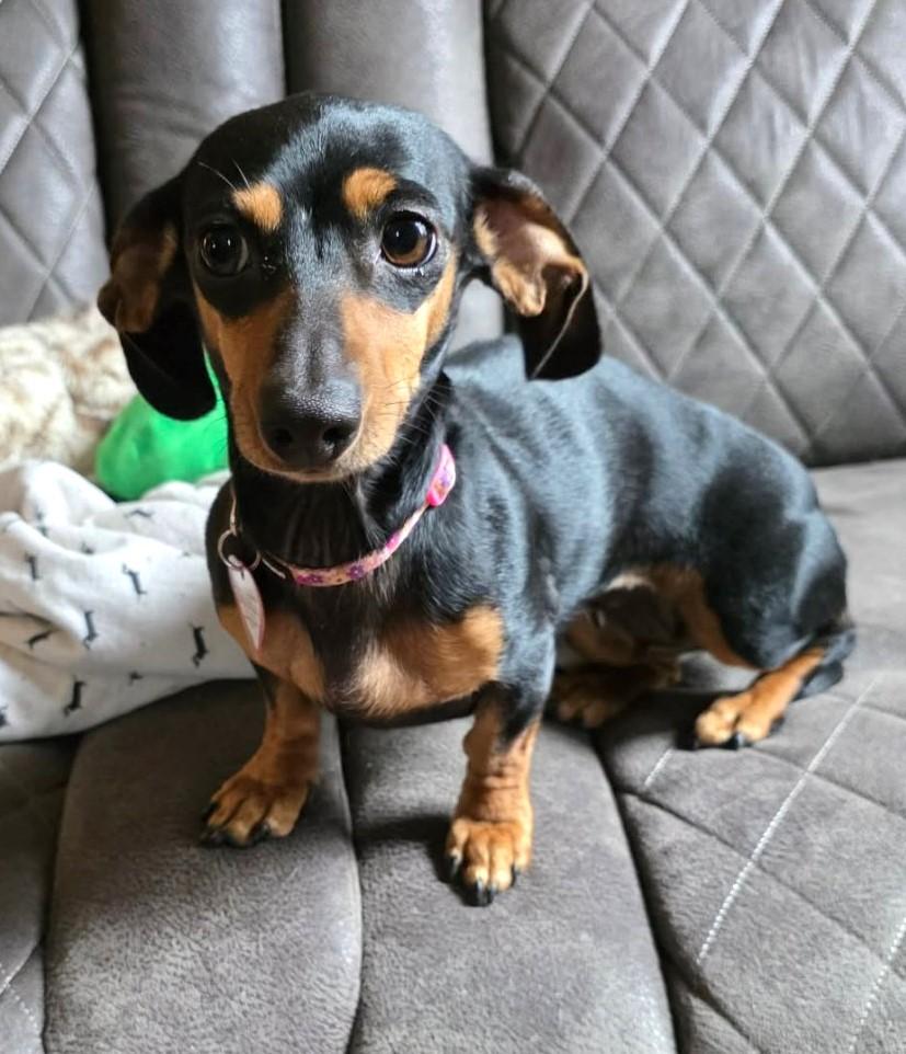 Enlarge Gemma in WI, a Adoptable Dachshund in Marinette, WI image 1/5